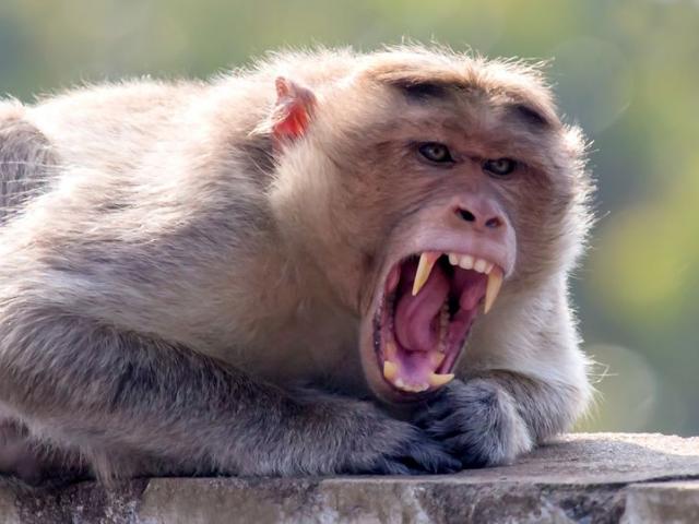 Virus ”sốt khỉ” lây lan tại Ấn Độ, 3 người tử vong trong thời gian ngắn