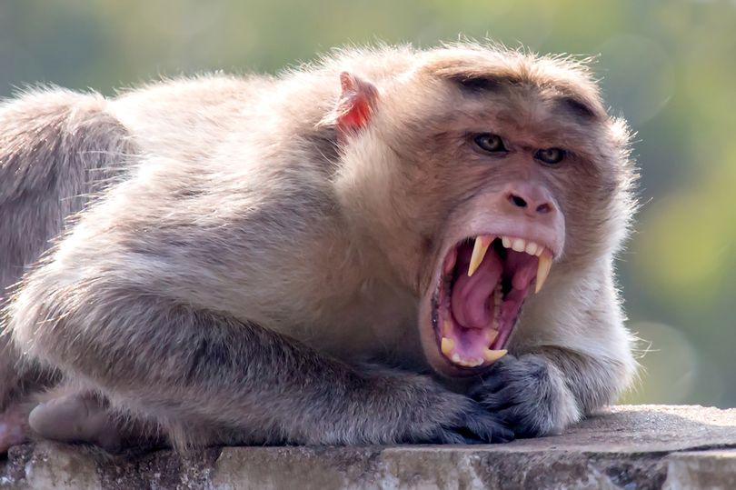 Virus “sốt khỉ” nguy hiểm đang lây lan tại Ấn Độ (ảnh: Dailystar)