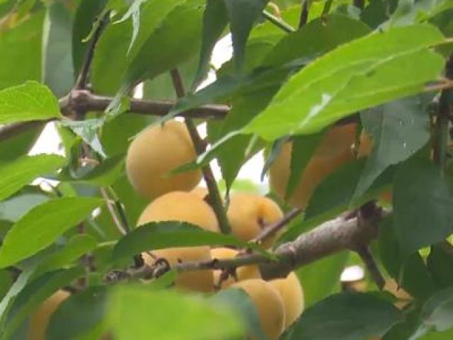 Thị trường - Tiêu dùng - 9x kiếm gần 700 triệu/năm nhờ thứ quả "vàng trong, vàng ngoài"