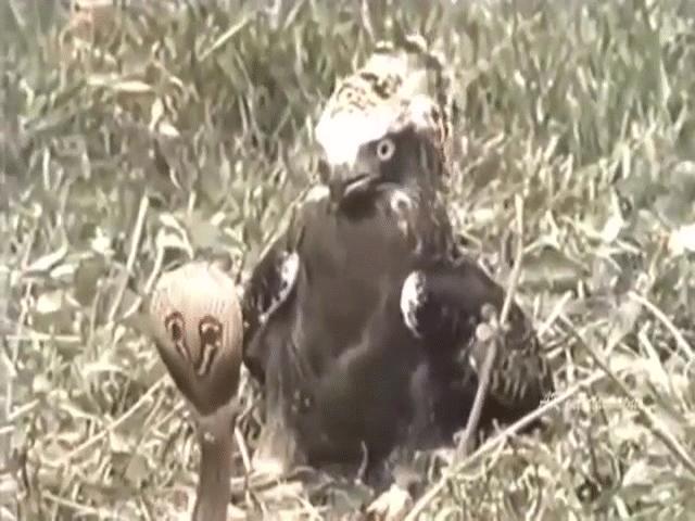 Phi thường - kỳ quặc - Video: "Chúa tể bầu trời" dùng móng vuốt đoạt mạng rắn hổ mang chúa