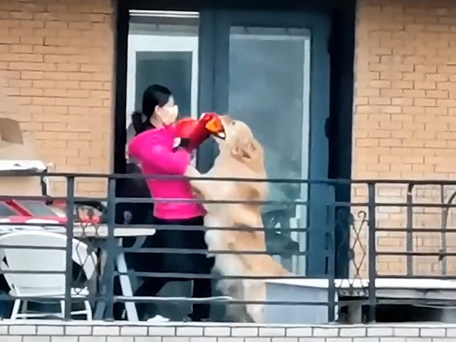 Video Clip Cười - Boss được huấn luyện võ công "thượng thừa"