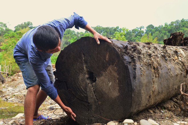 Khối gỗ “khủng” được phát hiện dưới khe suối