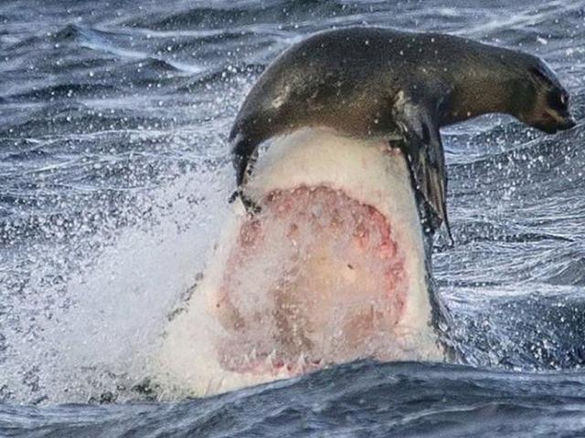 Media - Chiến thuật khéo léo giúp hải cẩu thoát khỏi hàm răng "quái vật biển"