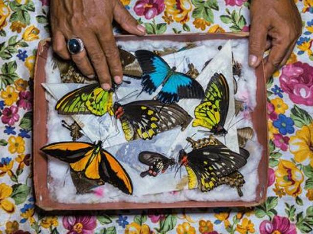 Kinh doanh - Nghề săn "loài nhanh chết" đầy nguy hiểm trên đảo Indonesia