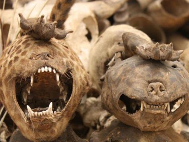 Hãi hùng khu chợ kỳ lạ bán hàng nghìn đầu lâu động vật