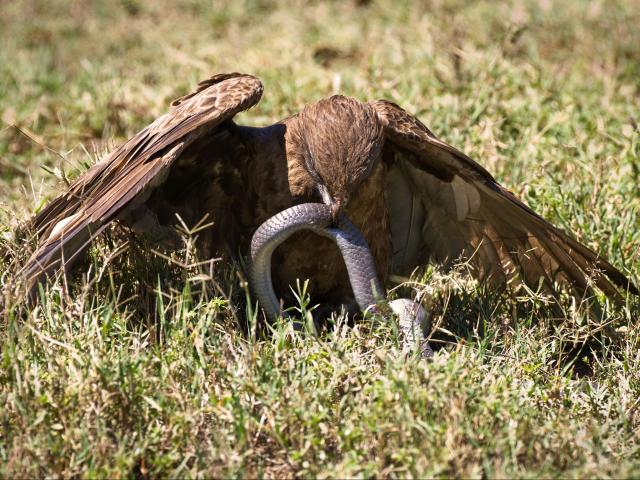 Media - "Chúa tể bầu trời" dùng móng vuốt tiêu diệt hổ mang chúa