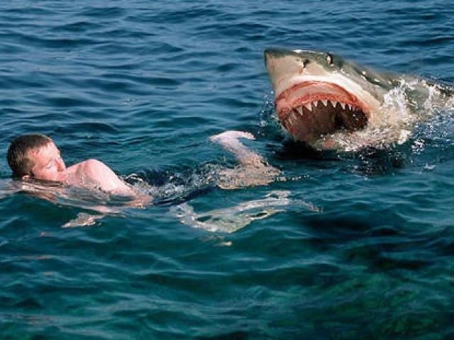 Khoảnh khắc kinh hoàng khi cá mập trắng tấn công người trên thuyền