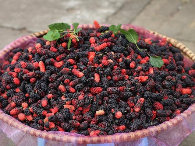 Thị trường - Tiêu dùng - Bán dâu tằm online giữa mùa dịch, thu về bạc triệu mỗi ngày