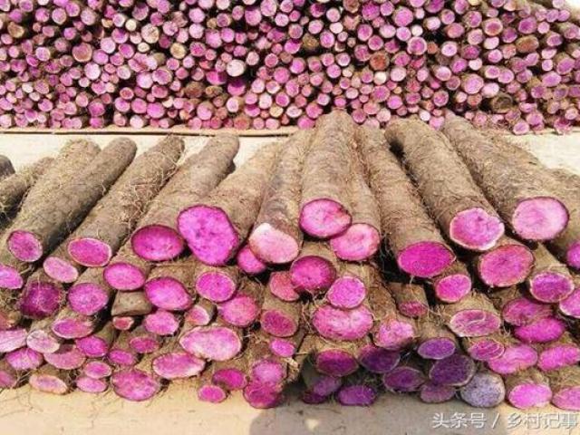 Thị trường - Tiêu dùng - Trồng "rễ cây biến sắc", người dân bán gần trăm nghìn/kg