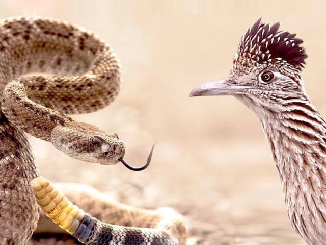 Media - Rắn đuôi chuông kịch độc mất mạng sau cuộc giao chiến với "chim quái thú"