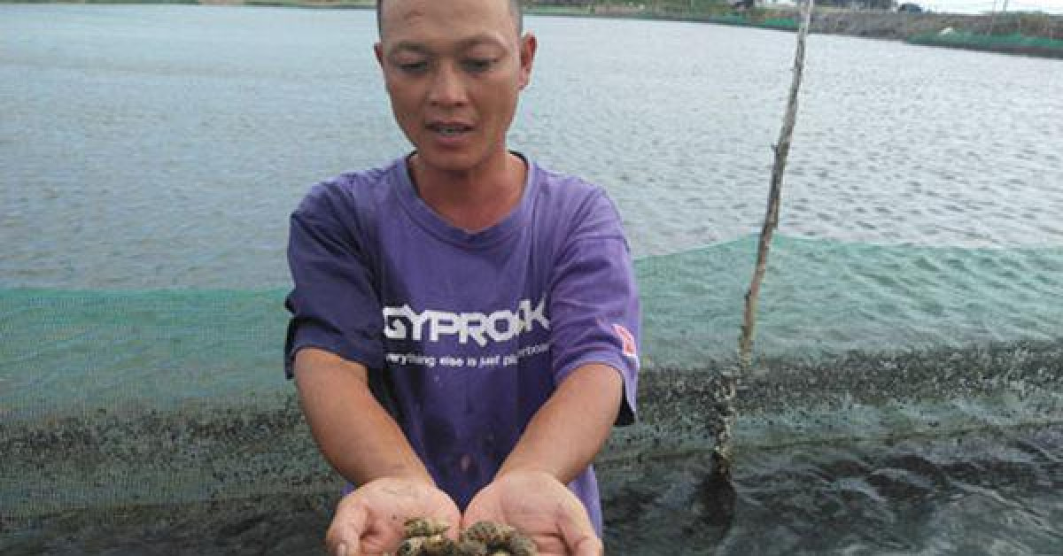 Thị trường - Tiêu dùng - Giá ốc hương giống giảm 50%