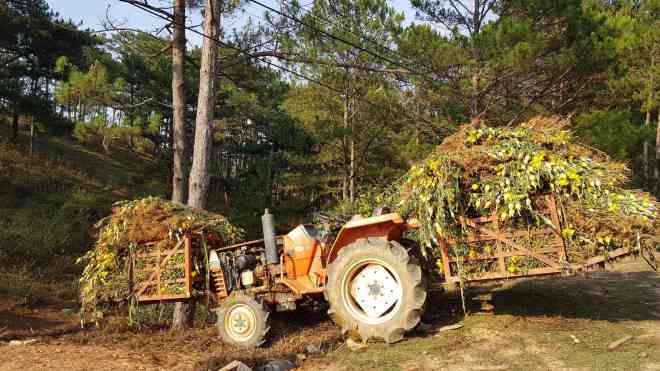 Người dân Đà Lạt chở hoa cúc đi bỏ để chuẩn bị vụ mới.