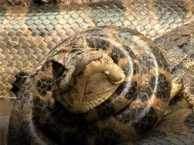 Media - Trăn khủng đoạt mạng cá sấu vì "sở hữu bề dày kinh nghiệm"