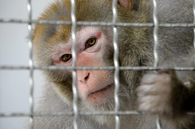 Các nhà nghiên cứu Trung Quốc phát hiện mới về virus Corona khi nghiên cứu trên khỉ.