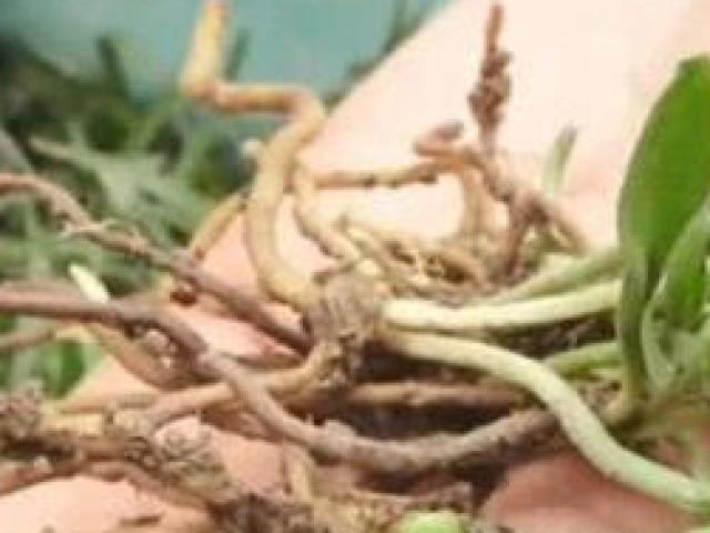 Thị trường - Tiêu dùng - Ngược đời giống rau phải đào cả rễ mới bán được giá, cứ bán là kiếm bộn tiền