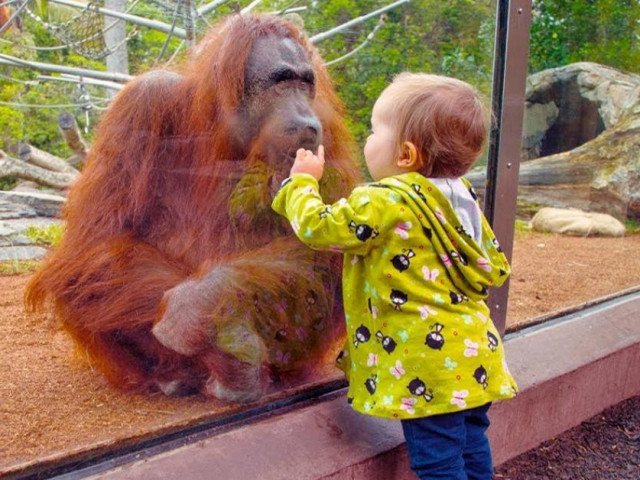 Bạn trẻ - Cuộc sống - Yêu không tả xiết khi phập phồng cảm xúc với bé con lần đầu gặp khỉ, vượn