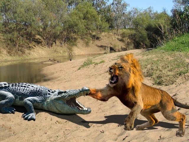 Cá sấu đại chiến với đàn sư tử đói và cái kết bất ngờ