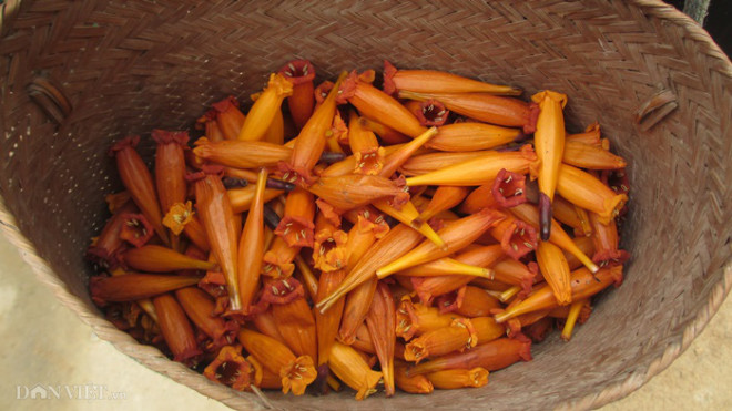 Từ đầu tháng 2 đến hết tháng 3 là mùa ra hoa "Bó Píp" ở Sơn La.