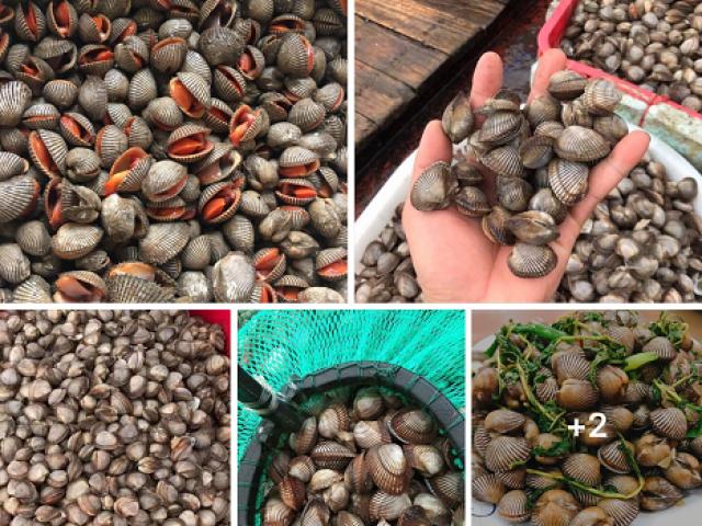 Thị trường - Tiêu dùng - Sò gạo giá "rẻ chưa từng có" tràn ngập chợ online, giá chỉ 17.000đ/kg