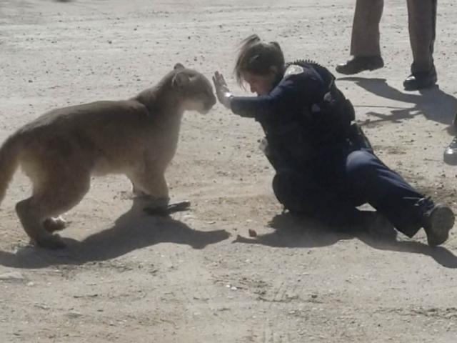 Media - Nữ cảnh sát dùng tay không đánh đuổi sư tử hung dữ