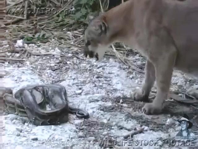 Phi thường - kỳ quặc - Video: Trăn Miến Điện điềm tĩnh đối phó với kẻ ăn thịt khét tiếng Bắc Mỹ