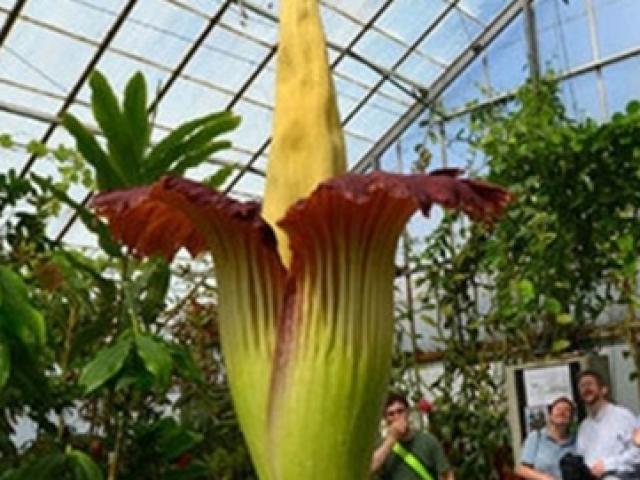 Thị trường - Tiêu dùng - Chi tiền triệu để mua hoa có mùi "xác chết" kỳ dị, 10 năm nở một lần