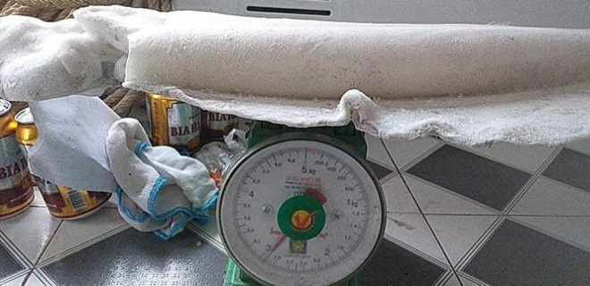 Mực lá có trọng lượng gần 3kg/con.