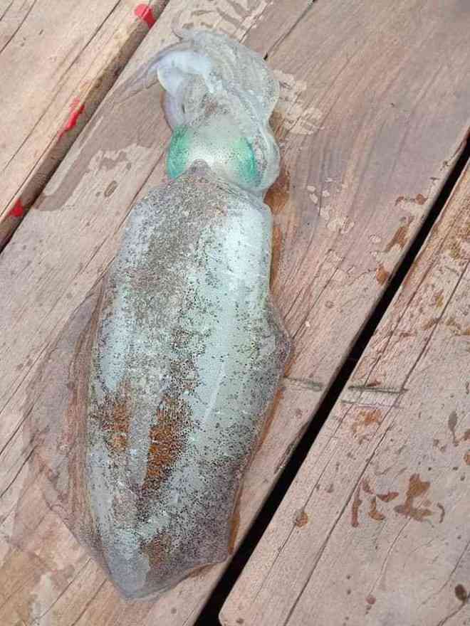 Mực lá có chiều dài lên đến 25cm giống như hình chiếc lá là loại ngon nhất trong các loại mực.