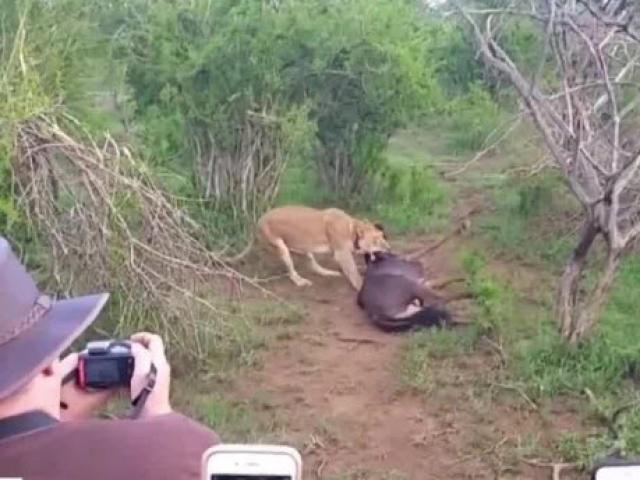Media - Linh dương bật dậy "lật kèo" ở phút chót khiến sư tử thót tim