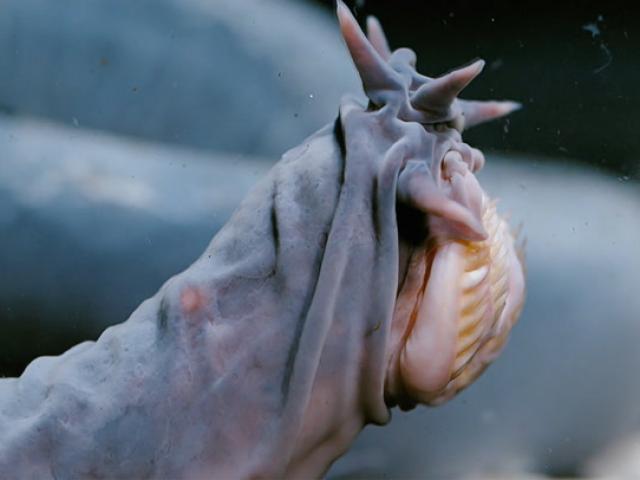 Media - Loài cá tồn tại hơn 300 triệu năm có "vũ khí" đến cá mập cũng phải khiếp sợ