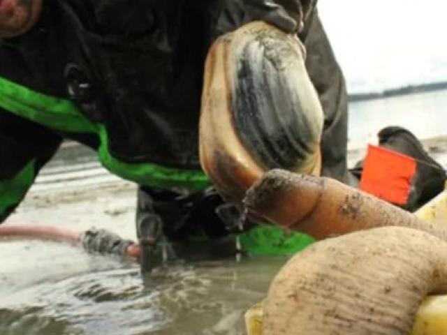 Thị trường - Tiêu dùng - Loài sống thọ cả trăm năm tốt cho quý ông, bới bùn đem về "hốt bạc"