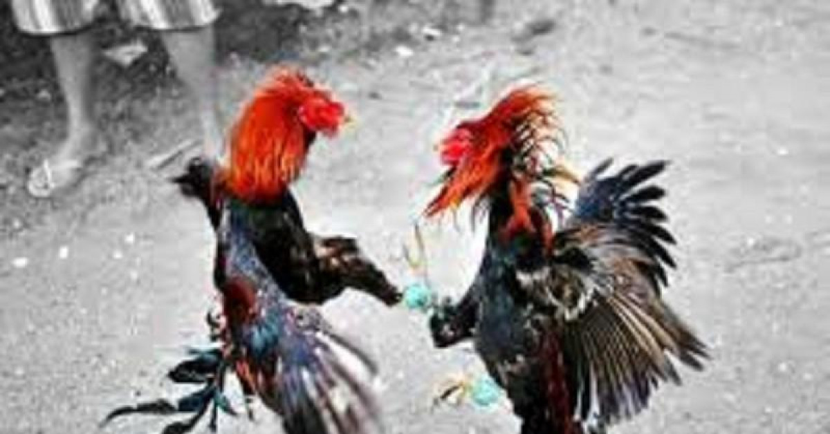 Pháp luật - Bị nghi trộm gà, nam thanh niên bị bắt nhốt, đánh suốt đêm