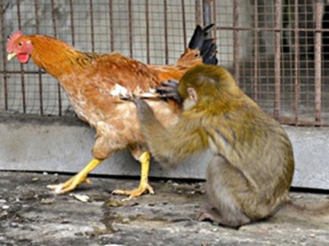 Media - "Sử dụng võ công" đấu gà trống, khỉ nhận cái kết không tưởng