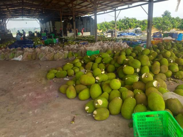 Thị trường - Tiêu dùng - Thứ bột trắng bôi trên đầu quả mít là gì, có ảnh hưởng tới người dùng?