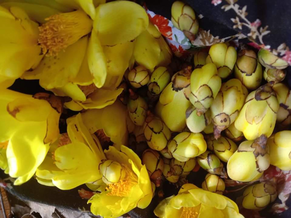 Những bông trà tươi được anh Phú mua về sấy khô và bán với giá 3 triệu đồng/kg.