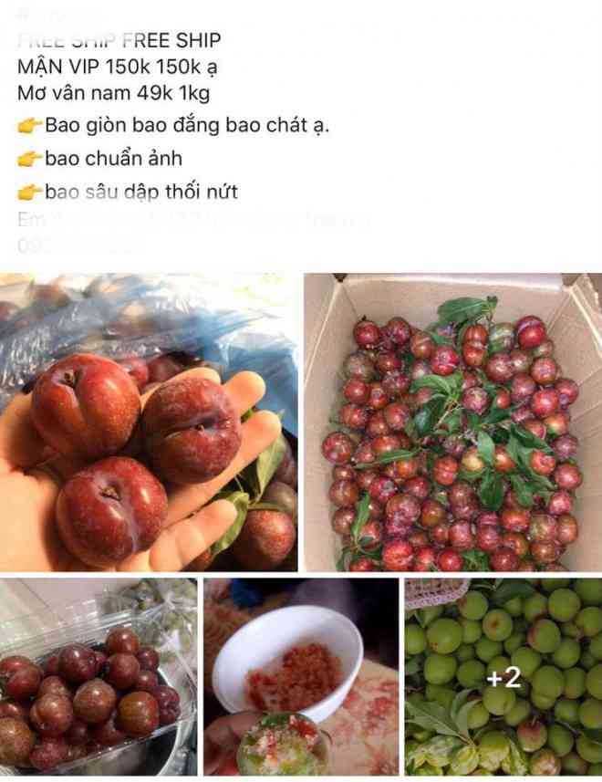 Mận hậu được bán rầm rộ trên chợ online, giá bán cũng lên tới 150.000 đồng/kg đối với loại mận tuyển chọn&nbsp;