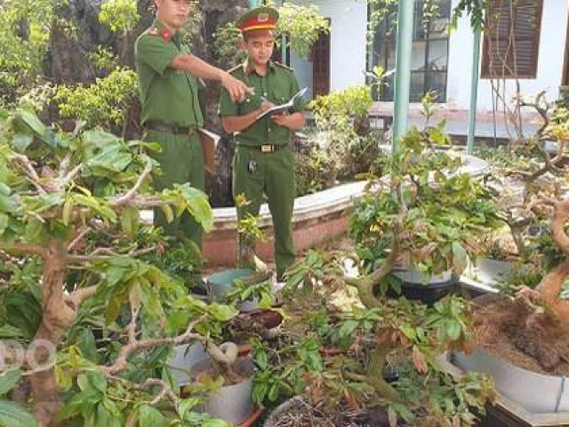 Pháp luật - Trộm nhiều cây mai cảnh trị giá hơn nửa tỉ đồng rồi cắt phá thế để tránh bại lộ