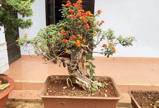 Gốc kiểng ngũ sắc độc đáo.