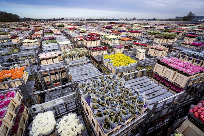 Hàng triệu bông hoa bị đổ bỏ đây là tình cảnh chưa từng có ở đất nước Hà Lan giữa bối cảnh dịch Covid-19.