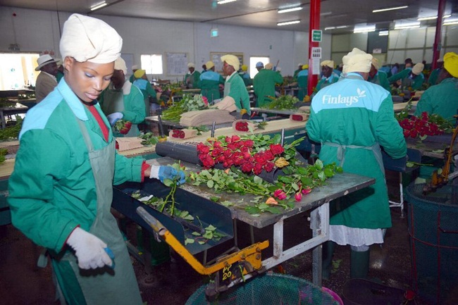 Không chỉ có ở Hà Lan mà ở Kenya - một đất nước trồng hoa nhiều ở châu Phi cũng chứng kiến tình cảnh hoa ế, các trang trại cho nhân viên về nhà vì kinh doanh sụt giảm.