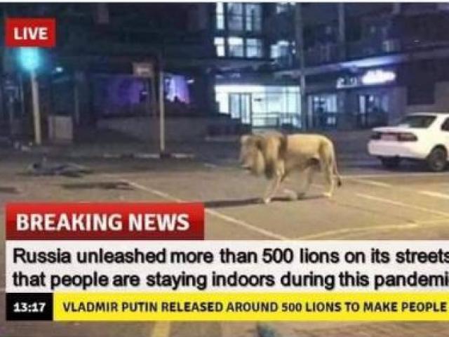 Sự thật về tin đồn Nga thả hàng trăm sư tử ra đường ngăn dịch Covid-19