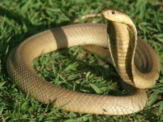 Media - Kỳ lạ rắn hổ mang chúa mắc kẹt trong nắp chai rượu