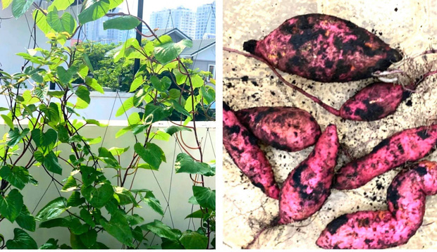 Khu vườn của gia đình Quyền Linh được
trồng nhiều loại rau, củ, quả.