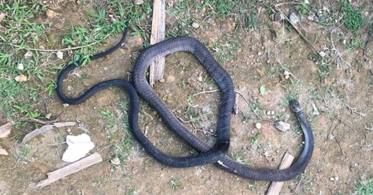 Tin tức trong ngày - Rắn hổ mang chúa cắn tử vong người đi trồng keo