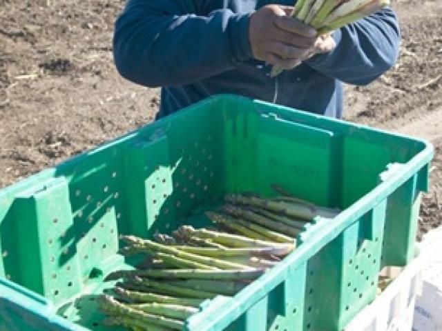 Thị trường - Tiêu dùng - Thứ "rau vua" được dùng cả ngàn năm, nay ở Việt Nam trồng nhiều "hốt bạc"