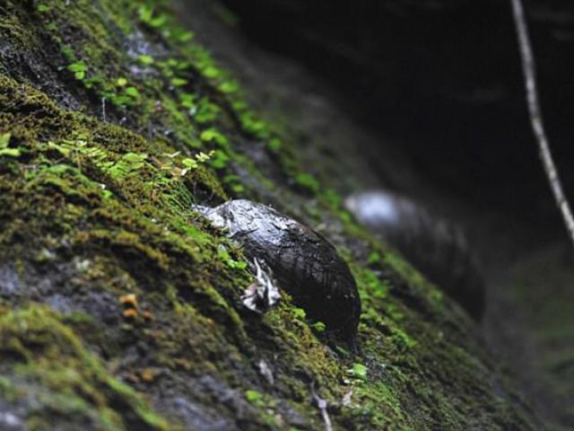 Du lịch - Kỳ lạ vách đá cứ 30 năm “đẻ trứng” 1 lần