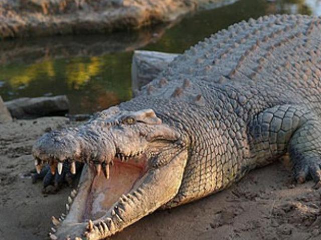 Thế giới - Rwanda: Trốn lệnh phong tỏa, người đàn ông nhận cái kết trong miệng cá sấu