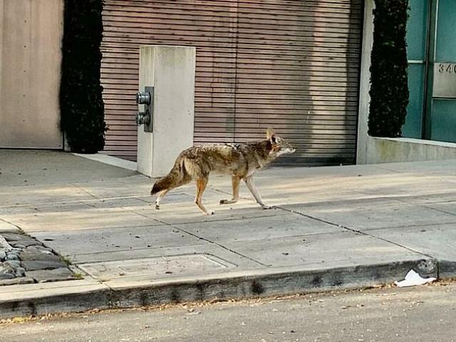 Phi thường - kỳ quặc - Dân ở trong nhà tránh dịch Covid-19, chó sói "đi tuần" ngoài đường