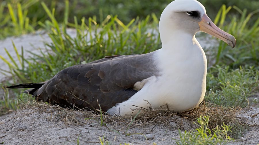Chú chim hải âu Laysan tên Wisdom được gắn thiết bị theo dõi vào năm 1956. Nó được coi là cá thể chim hoang dã nhiều tuổi nhất trên Trái đất. Hiện tại, nó đang sinh sống trong vườn quốc gia Midway Atoll ở Hawaii, Mỹ.