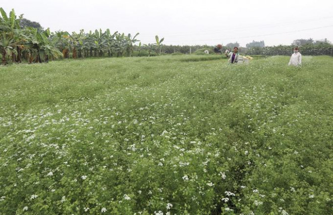 Ngỡ ngàng với tinh dầu mùi già hương thơm sát khuẩn khắp nhà, làm da đẹp trẻ trung - 1